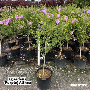 June 2025 7g Ardens (Purple) Althea Group for Website